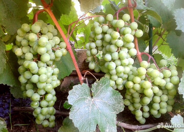 Саженцы винограда, Супага, Зилга, Кодрянка