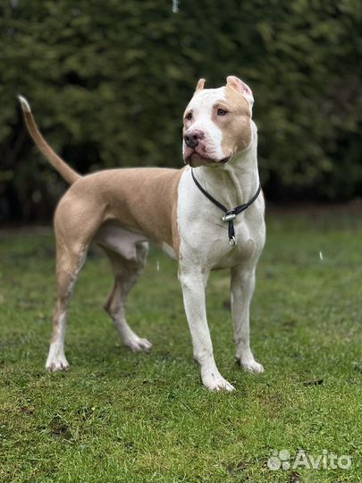 Американский питбультерьер вязка