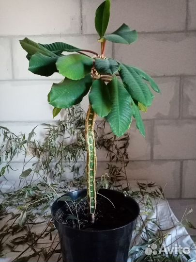 Продам молочай беложилковый