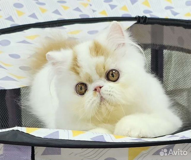Персидский котенок