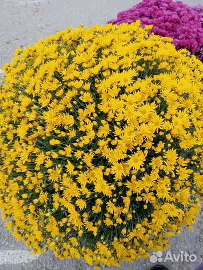 Хризантема мультифлора (шаровидная)