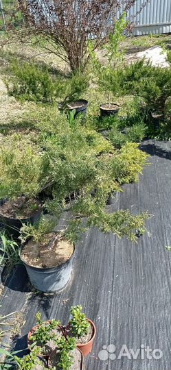 Можжевельники в ассортименте