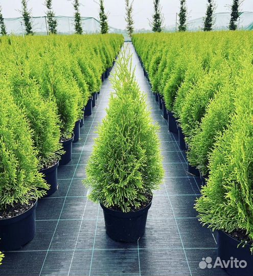 Туя смарагд