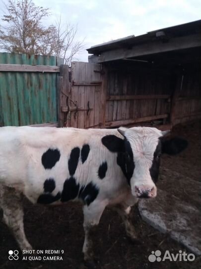 Продам быка
