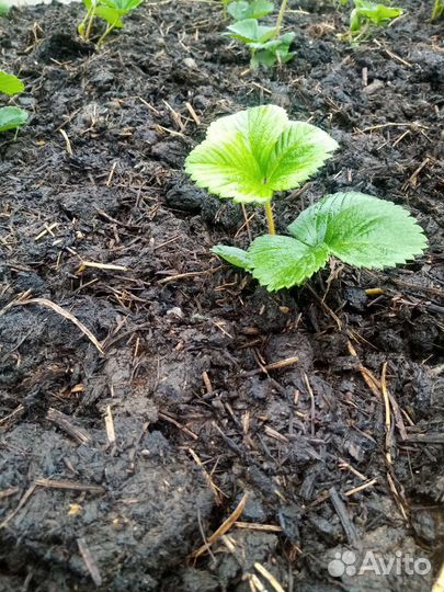 Навоз крс перегной Чернозем на газели самосвал