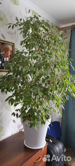 Фикус бенджамина большой