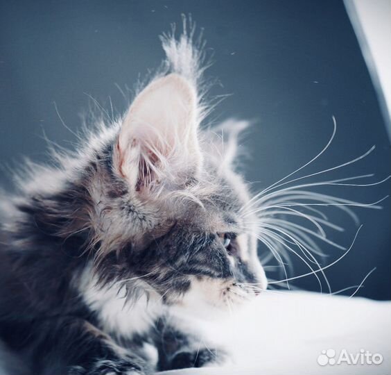 Котята мейн кун вязка