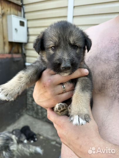 Отдам щенков в хорошие руки