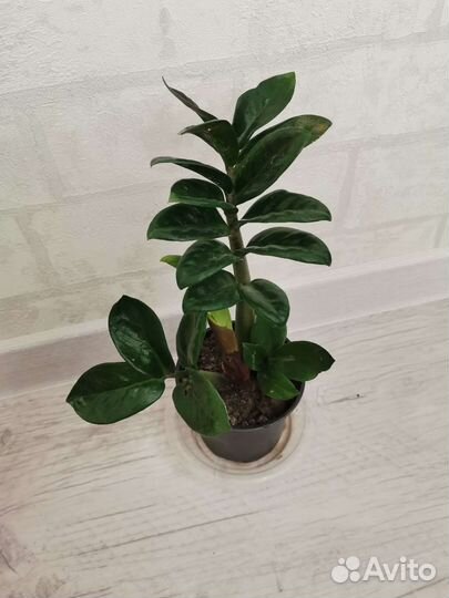 Замиокулькас равен, зензи (женское счастье)