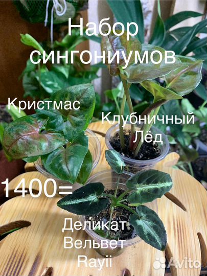 Комнатные растения сингониум