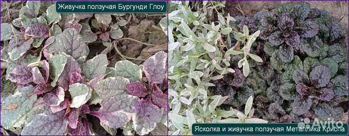 Почвопокровники и суккуленты-очитки и молодило