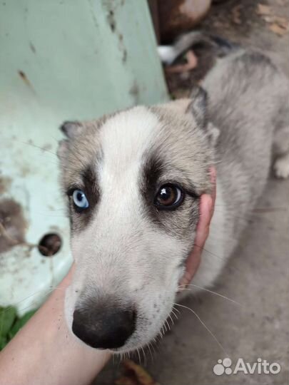 Хаски мальчик с разными глазами