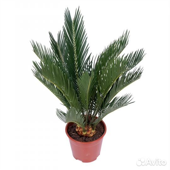 Стильные растения