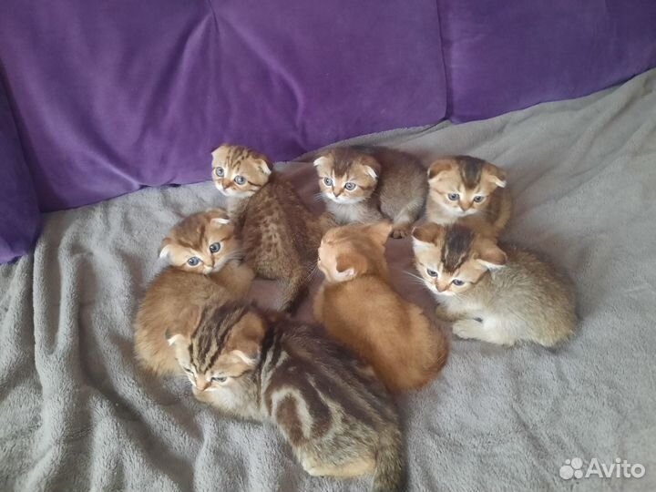 Шотландские малыши