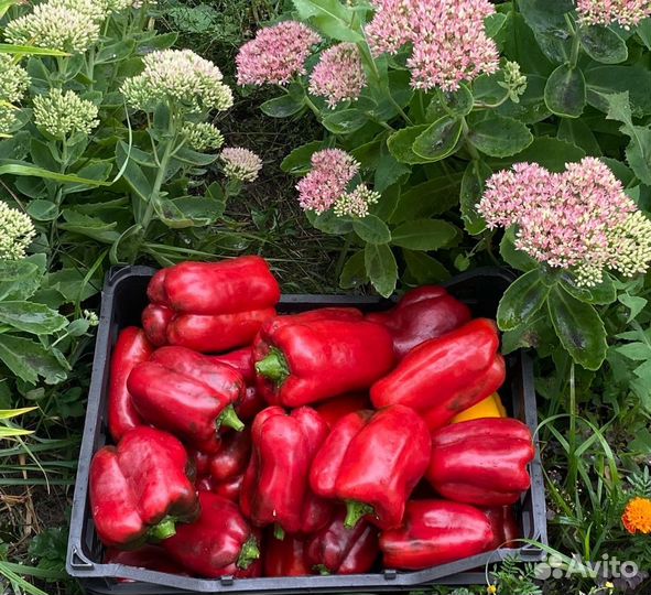 Рассада перца сладкого