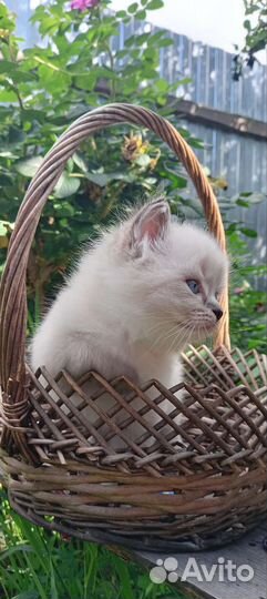Кошки шотландцы