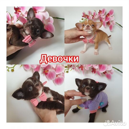 Чихуахуа