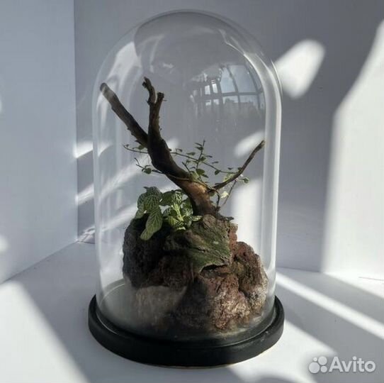 Стеклянная колба клош купол