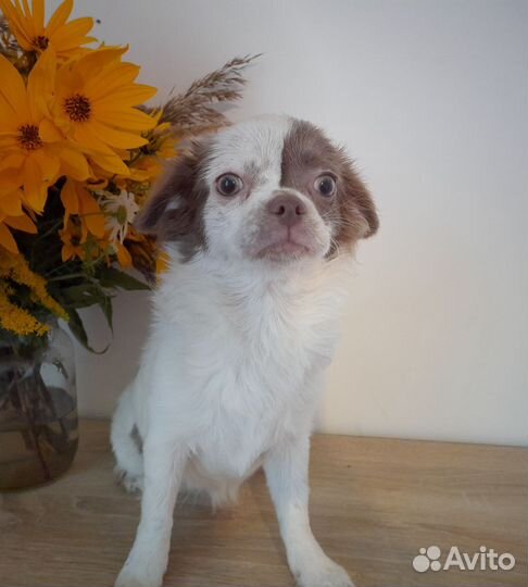 Чихуахуа девочки