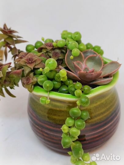 Садик из Суккулентов