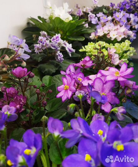 Фиалки мини и полумини,лист