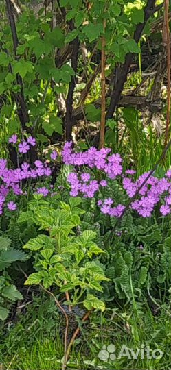 Ирисы, хосты примулы