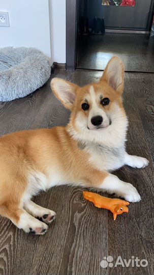 Передержка домашних животных