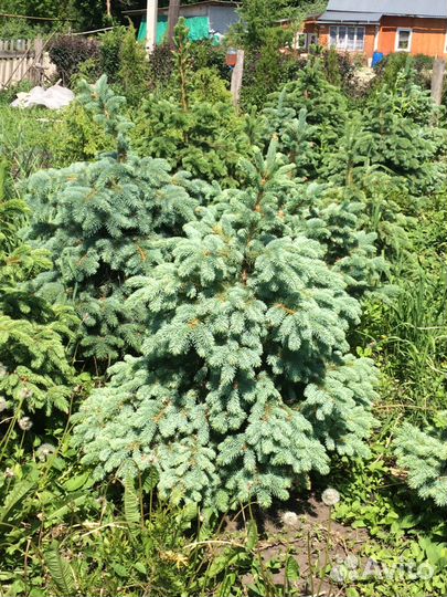 Ель колючая голубая