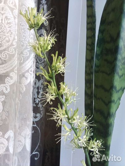 Сансевиерия