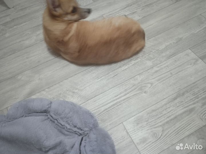 Корги щенок девочка