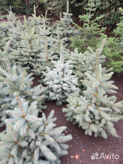 Ель голубая
