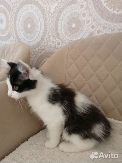 Котик в дар