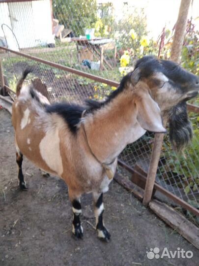 Козёл вязка