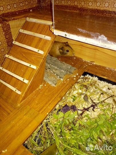 Домик для грызунов