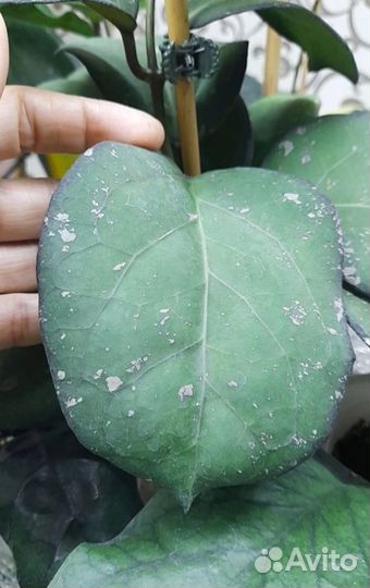 Хойи на срез