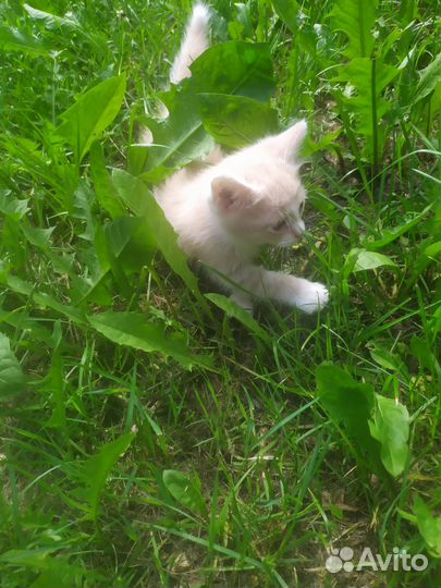 Отдам кота в добрые руки