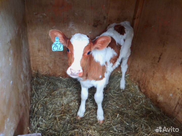 Телята. Доставка бесплатно