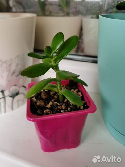 Толстянка, Крассула Овата