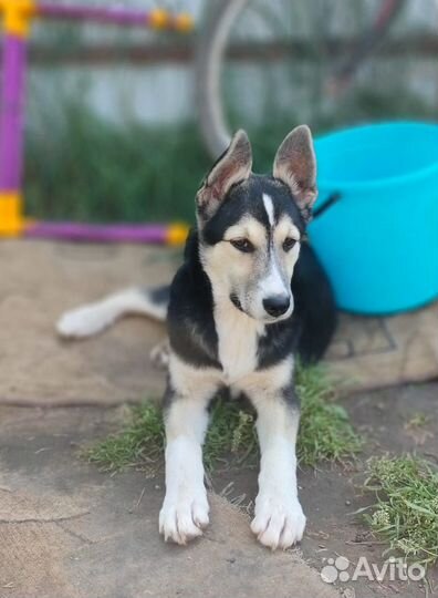 Сибирский хаски