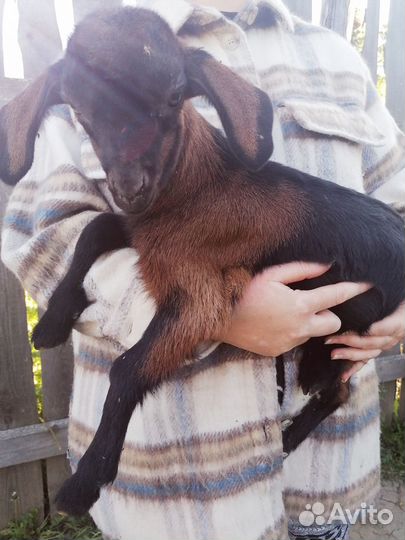 Англо нубийский козел