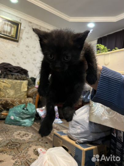 Кошка, котята