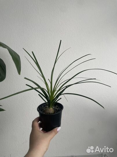 Пальма нолина