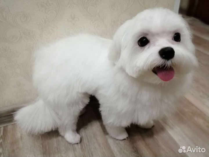 Стрижка (груминг) йорков на дому