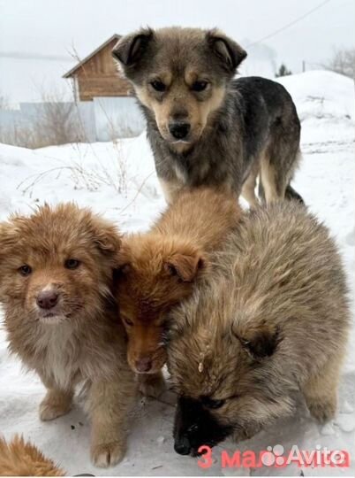 Щенки в добрые руки