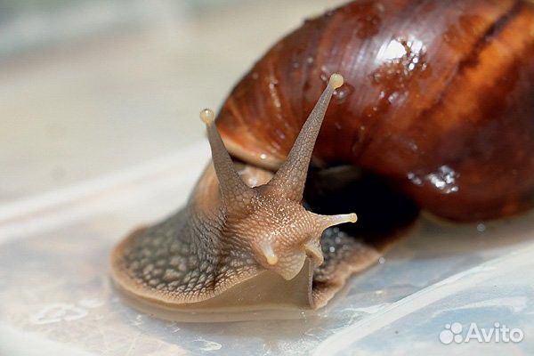 Улитки Ахатина