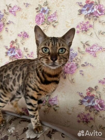 Бенгальская кошка