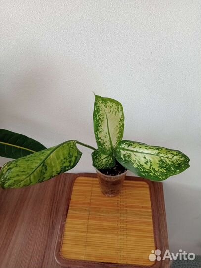 Диффенбахии, бамбук