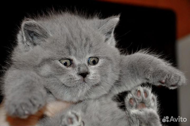 Лиловые и голубые котята