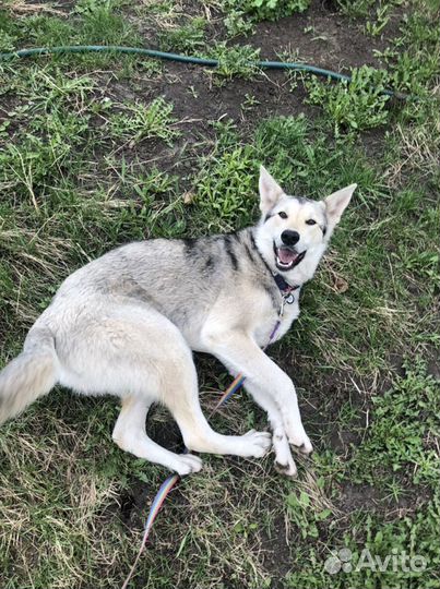 Красотка Рина ищет дом