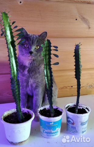 Молочай трехгранный